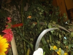 DSCF1370.JPG