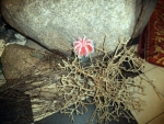 DSCF3379.JPG