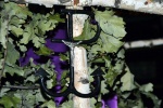 DSC_1050.JPG